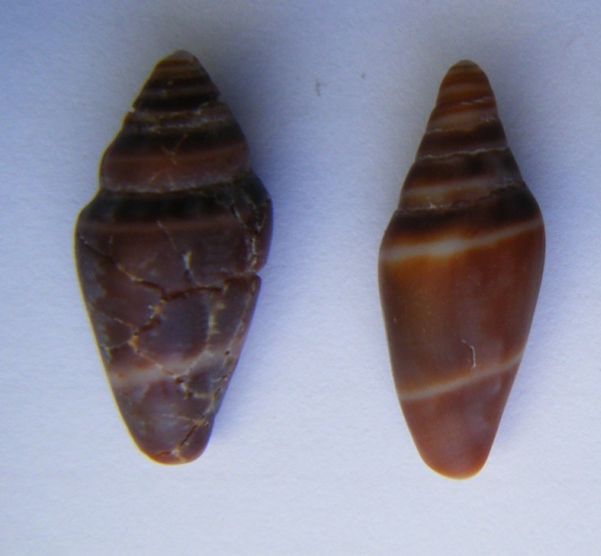 Bivalve 4 = Tapes (Ruditapes) decussatus (Linn, 1758)